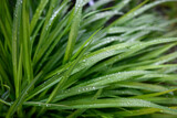 Fototapeta  - Morning dew on green grass