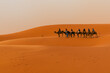 Camels in a caravan in a silhouette during sunset