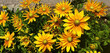 Panorama of the yellow flower bush rudbeckia hirta or rudbeckia fulgida