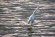 Heron with a Long Beak in Shallow Water