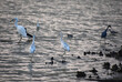Herons and Egrets in Shallow Ocean Waters