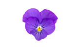 Fototapeta Dinusie - Pansy flower isolated on white background clipping path included. Spring garden viola tricolor