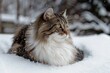 Norwegian Forest Cats: A large, sturdy breed with a thick double coat, adapted for cold climates, captured in documentary, editorial, and magazine photography style