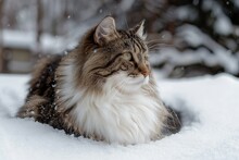 Norwegian Forest Cats: A Large, Sturdy Breed With A Thick Double Coat, Adapted For Cold Climates, Captured In Documentary, Editorial, And Magazine Photography Style