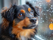 Bad weather, dog and cat looking sadly outside through a rainy window pane