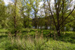 Auwälder am Rhein bei Ehrenthal (Sankt Goarshausen) April 2024