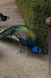 Peacock in the garden