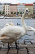 Swans by the riverside