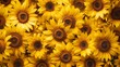 Vibrant Sunflower Field in Full Bloom - Nature's Golden Hues