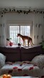 A cute little dog stands on the couch looking in the window waiting for his owner.