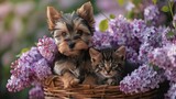 Fototapeta  - A little Yorkshire Terrier puppy and a tiny kitten cuddle together in a basket surrounded by beautiful lilacs