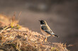 European stonechat or Saxicola rubicola bird closeup or portrait in winter sunlight during safari at forest of central india