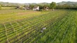 winemaker farmer grows vines in the countryside with  organic biologic methods - cut the grass between the rows with  tractor and avoid using chemicals and copper phosphates - Oltrepo Pavese Broni 