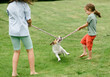 Pet dog pulling rope playing with children tug-of-war game