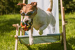 Dog wearing sunglasses leaps forward from sunbed holding toy ball in mouth on summer day
