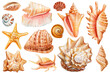 Set Seashells on isolated white background, watercolor painting illustration sea shells clipart for print, card, design
