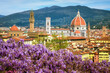 Wisteria flowers blooming in Florence city in spring time, Tuscany, Italy