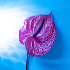 Wall Mural - Tropical flamingo flower lilac anthurium on a blue shining background. top view. beautiful shadows