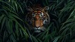 Tiger Camouflaged in Tall Grass