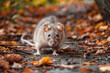 An inquisitive rat stands amidst autumn leaves on a pavement, its features sharply detailed and eyes keenly observant