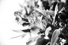 Mourning Lily Flowers Bouquet. Black White Abstract Art Photography Funeral Card Design Background. A Cluster Of Flowers In Monochrome. Grief, Sorrow, Loss Concepts. Selective Focus