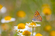 small butterfly with a fiery-red upper wing, Lycaena alciphron