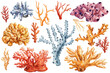 Corals set watercolor on isolated white background. Beautiful Marine clipart. Colorful hand painting coral closeup 