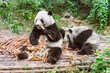 Giant Panda eats bamboo branch in the park.