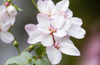 Beautiful delicate light pink flowers with lovely petals on the branch.