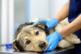 Fototapeta Miasta - Veterinarian examines a large dog in veterinary clinic. Vet doctor applied a medical bandage for pet during treatment after the injury or surgery operation. Anesthesia for animals