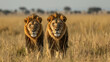 Majestic Lions roaming open range. African safari. Savannah. King. Powerful. Wildlife, habitat, nature reserve.