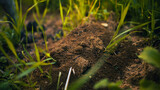 Fototapeta Miasto - ants on the grass