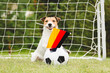 Dog as funny fan of German national team with flag supporting his team in international competition