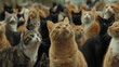 Cat society, a gathering of various cat breeds that embody cuteness	