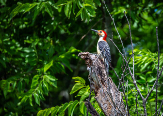 Wall Mural - Red-bellied Woodpecker atop a tree along the Shadow Creek Ranch Nature Trail in Pearland, Texas