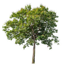 Poster - green tree removed original background, PNG transparent 