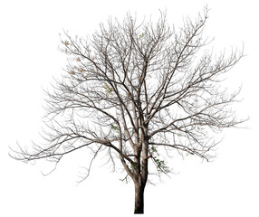 Poster - death tree PNG transparent, removed original background 