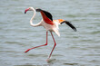 greater flamingo, Phoenicopterus roseus, flying in the Lagoon in Walvis Bay in Namibia
