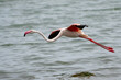 greater flamingo, Phoenicopterus roseus, flying in the Lagoon in Walvis Bay in Namibia