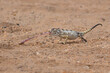 Namaqua chameleon (Chamaeleo namaquensis) hunting in the red dunes of the Namib Desert close to Swakopmund in Namibia