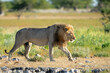Male lion going to Rietfontein waterhole  in Etosha National Park in Namibia