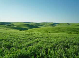 Wall Mural - b'Green rolling hills of wheat field'