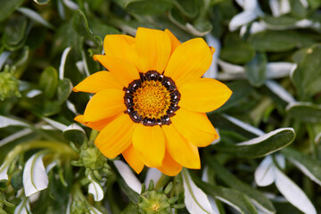 Wall Mural - yellow gerbera in the garden