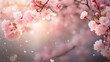 Close-up shot of cherry blossoms with morning bokeh light. blur background.