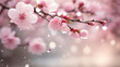 Close up shot of cherry blossoms with water drops falling, daytime.