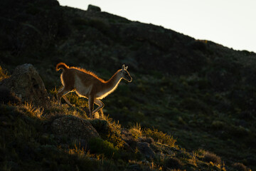 Wall Mural - Guanaco walking down rocky hillside at sunset