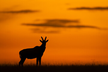 Wall Mural - Male topi stands on horizon at sunset