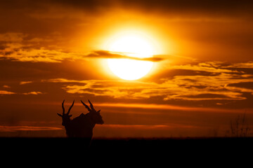 Wall Mural - Two common elands stand silhouetted at sunset