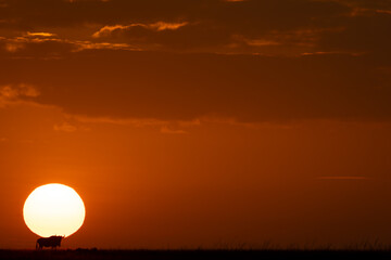 Wall Mural - Blue wildebeest standing at dawn on horizon