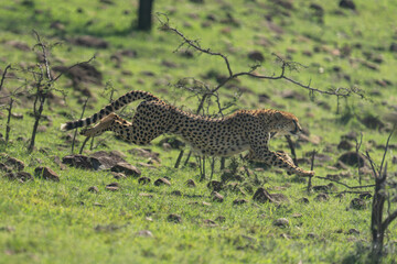 Wall Mural - Female cheetah jumps over rocks on slope